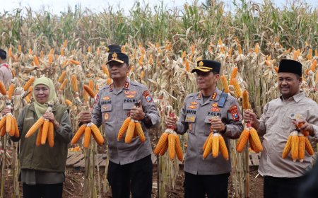 ‎Kapolda Jatim dan Gubernur Panen Jagung di Green Farm Banyuwangi Penuhi Target Swasembada Pangan